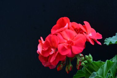 Güzel çiçeklerin yakın çekim görüntüsü, doğa konsepti arka plan