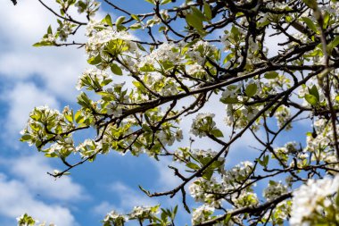 Bahçede büyüyen beyaz çiçekli güzel bir ağaç.