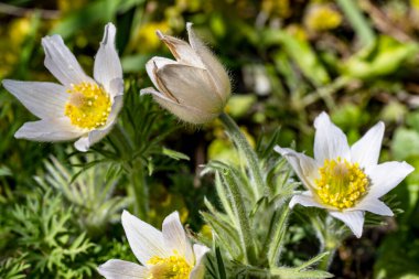 Güzel çiçeklerin yakın çekim görüntüsü, doğa konsepti arka plan