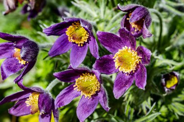 Güzel çiçeklerin yakın çekim görüntüsü, doğa konsepti arka plan