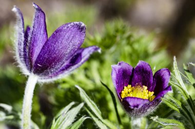 Güzel çiçeklerin yakın çekim görüntüsü, doğa konsepti arka plan