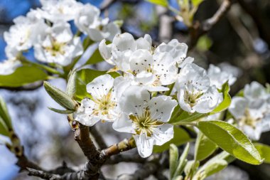 Bahçede büyüyen beyaz çiçekli güzel bir ağaç.