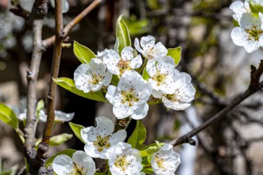 Bahçede büyüyen beyaz çiçekli güzel bir ağaç.