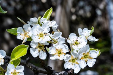 Bahçede büyüyen beyaz çiçekli güzel bir ağaç.