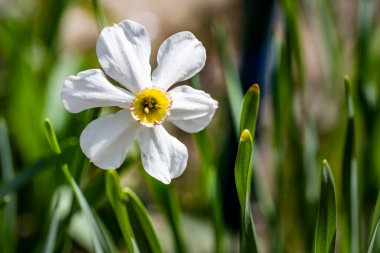 Anemon çiçekleri. Bahçedeki bahar çiçeklerini kapatın. 