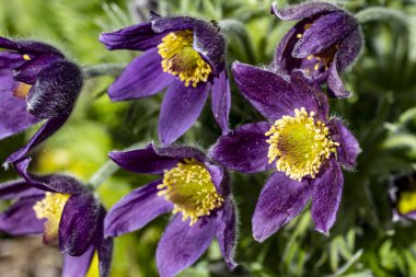 Güzel çiçeklerin yakın çekim görüntüsü, doğa konsepti arka plan