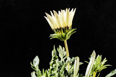 Güzel çiçeklerin yakın çekim görüntüsü, doğa konsepti arka plan