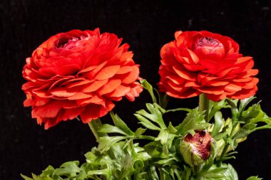 Güzel çiçeklerin yakın çekim görüntüsü, doğa konsepti arka plan