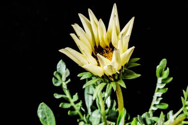 Güzel Gerbera çiçeği, yaz konsepti, yakın görüş.