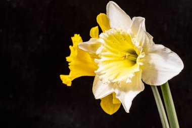 Güzel çiçeklerin yakın çekim görüntüsü, doğa konsepti arka plan