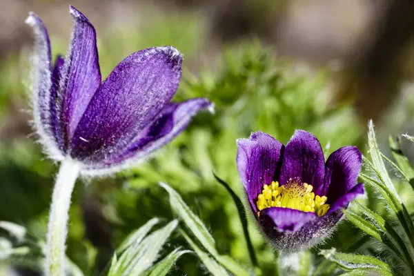 Güzel çiçeklerin yakın çekim görüntüsü, doğa konsepti arka plan