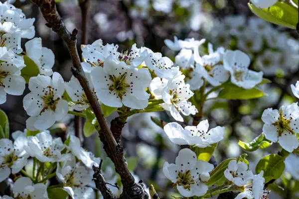 Bahçede büyüyen beyaz çiçekli güzel bir ağaç.