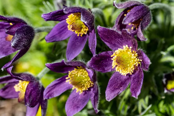 Güzel çiçeklerin yakın çekim görüntüsü, doğa konsepti arka plan