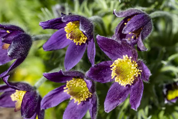 Güzel çiçeklerin yakın çekim görüntüsü, doğa konsepti arka plan