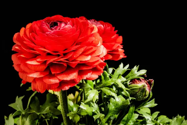 Güzel çiçeklerin yakın çekim görüntüsü, doğa konsepti arka plan