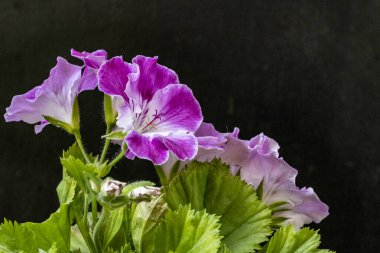 Güzel çiçeklerin yakın çekim görüntüsü, doğa konsepti arka plan