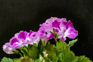 Güzel çiçeklerin yakın çekim görüntüsü, doğa konsepti arka plan