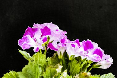 Güzel çiçeklerin yakın çekim görüntüsü, doğa konsepti arka plan