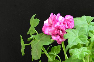 Güzel çiçeklerin yakın çekim görüntüsü, doğa konsepti arka plan