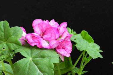 Güzel çiçeklerin yakın çekim görüntüsü, doğa konsepti arka plan