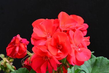 Güzel çiçeklerin yakın çekim görüntüsü, doğa konsepti arka plan