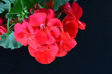 Güzel çiçeklerin yakın çekim görüntüsü, doğa konsepti arka plan