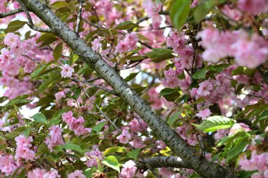 Bahçede büyüyen pembe çiçekli güzel bir ağaç.