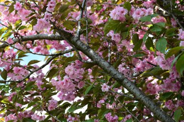 Bahçede büyüyen pembe çiçekli güzel bir ağaç.