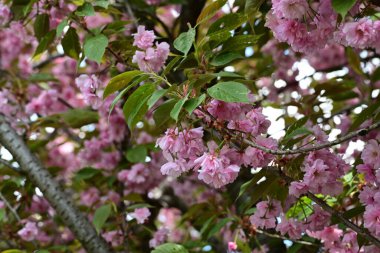 Bahçede büyüyen pembe çiçekli güzel bir ağaç.