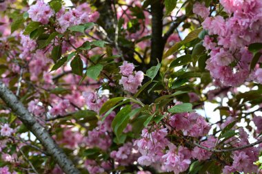 Bahçede büyüyen pembe çiçekli güzel bir ağaç.