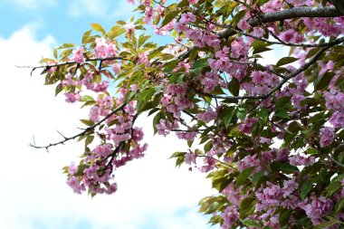 Bahçede büyüyen pembe çiçekli güzel bir ağaç.