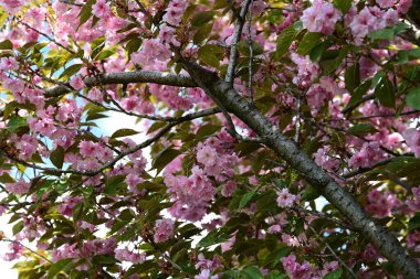 Bahçede büyüyen pembe çiçekli güzel bir ağaç.