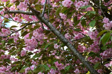 Çiçek açan kiraz ağacı, güzel bahar çiçekleri. 
