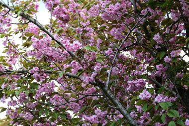 Bahçede büyüyen pembe çiçekli güzel bir ağaç.