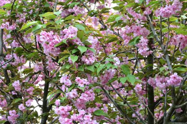 Çiçek açan kiraz ağacı, güzel bahar çiçekleri. 
