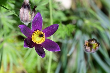 Güzel çiçeklerin yakın çekim görüntüsü, doğa konsepti arka plan