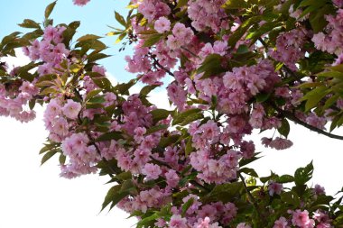 Bahçede büyüyen pembe çiçekli güzel bir ağaç.