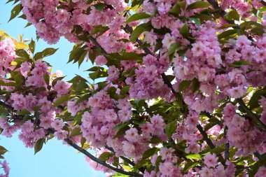 Bahçede büyüyen pembe çiçekli güzel bir ağaç.