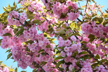 Bahçede büyüyen pembe çiçekli güzel bir ağaç.
