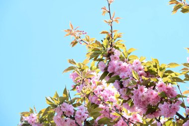 Bahçede büyüyen pembe çiçekli güzel bir ağaç.