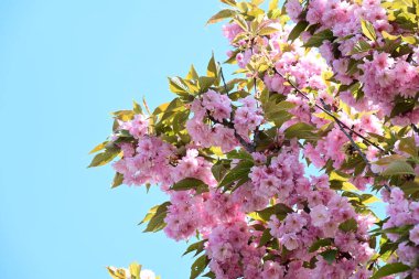 Bahçede büyüyen pembe çiçekli güzel bir ağaç.