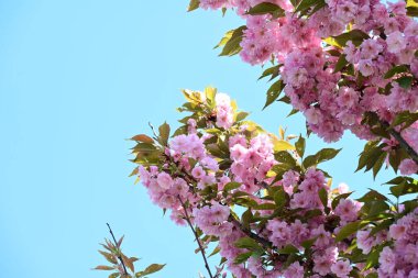 Bahçede büyüyen pembe çiçekli güzel bir ağaç.