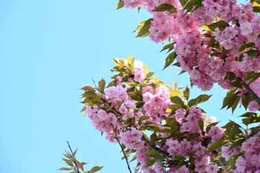 Bahçede büyüyen pembe çiçekli güzel bir ağaç.