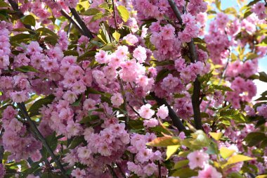 Bahçede büyüyen pembe çiçekli güzel bir ağaç.