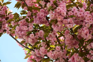 Bahçede büyüyen pembe çiçekli güzel bir ağaç.