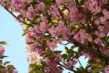 Bahçede büyüyen pembe çiçekli güzel bir ağaç.