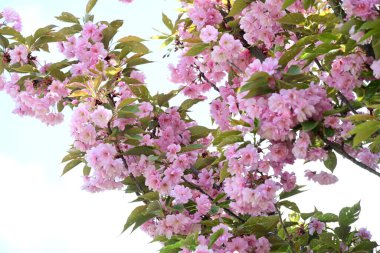 Bahçede büyüyen pembe çiçekli güzel bir ağaç.