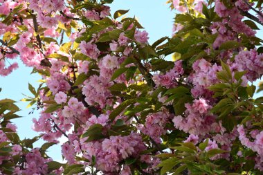 Bahçede büyüyen pembe çiçekli güzel bir ağaç.