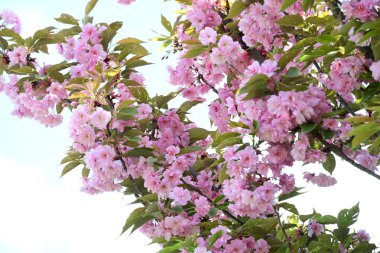 Bahçede büyüyen pembe çiçekli güzel bir ağaç.
