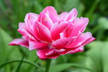 Güzel çiçeklerin yakın çekim görüntüsü, doğa konsepti arka plan